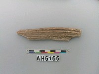 藏品(獸骨)的圖片